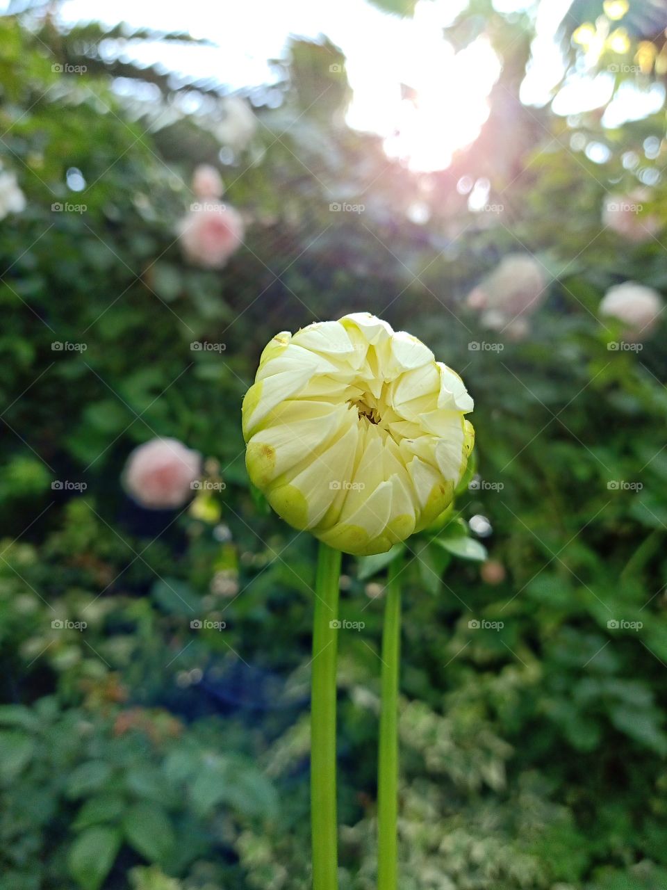 Yellow Flower in the Sunlight