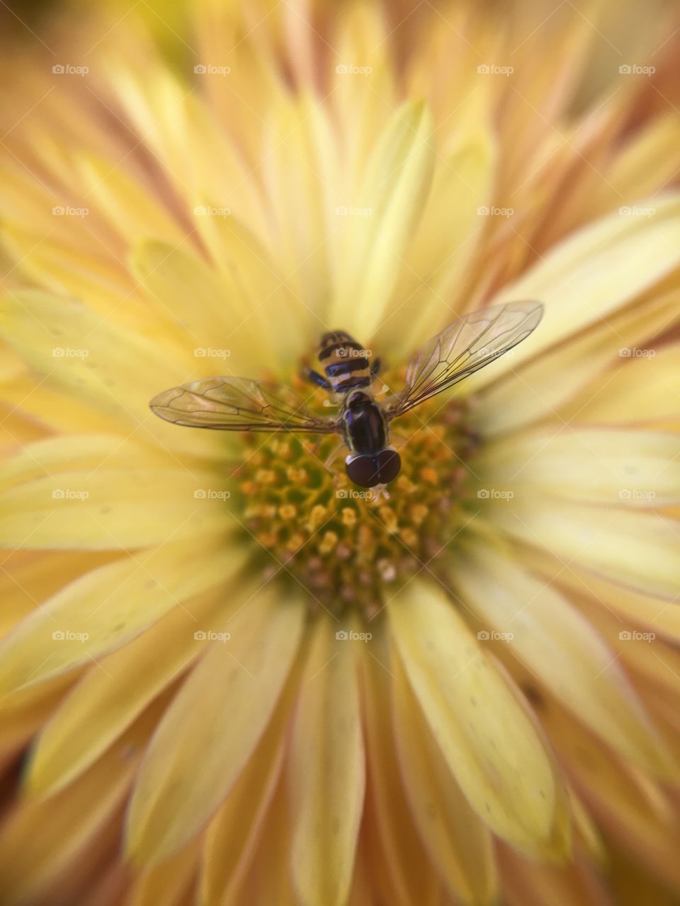 Tiny insect on mum