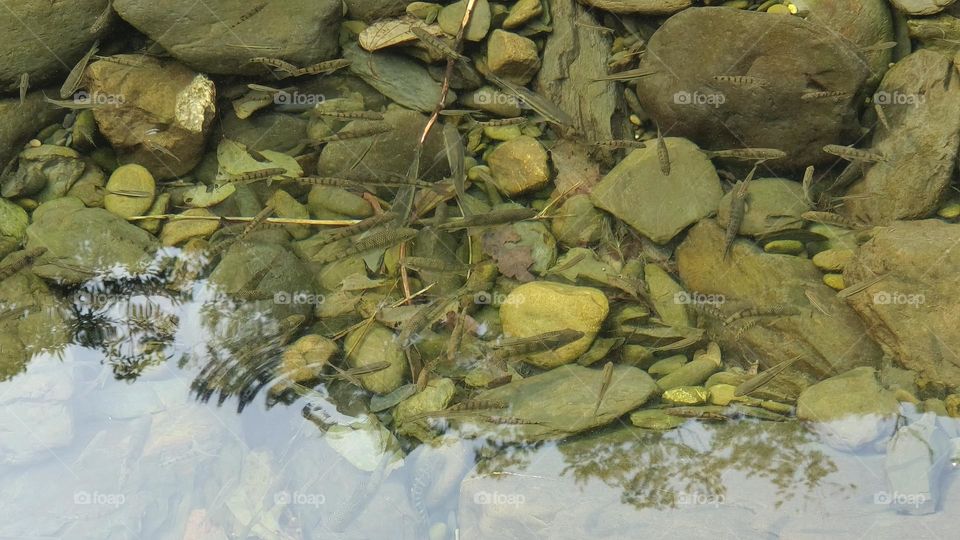Fish in the river of Shuangliu National Recreation Area