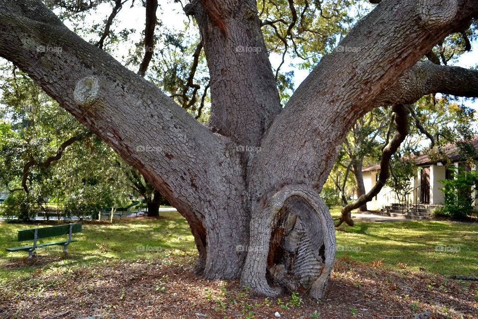 mighty tree .  biggest redwood in our area