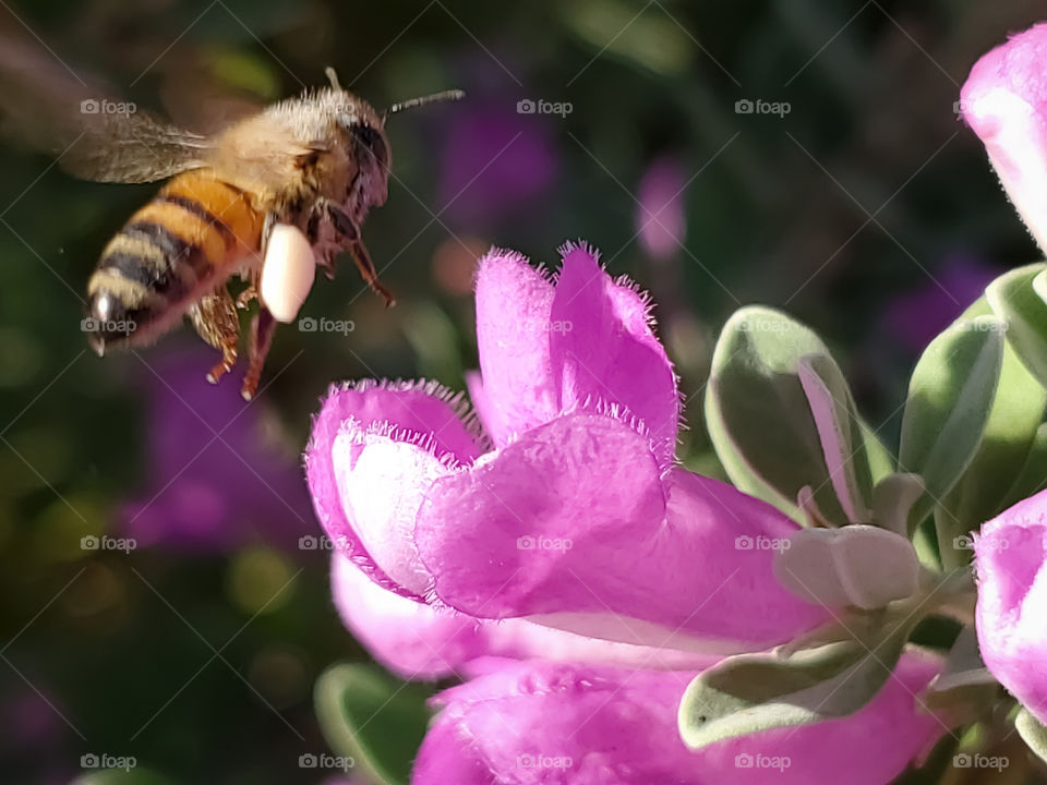 Close up of a honeybee, illuminati by morning sunlight, flying to a pink cenizo shrub flower for pollination.