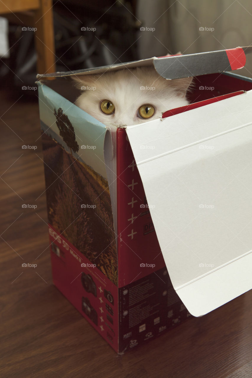 Beautiful furry white cat