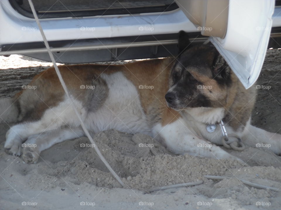 cujo lazy. This is a vacation photo that I took while visiting port Aransas Texas. 👣 🚶 🏃 🔥 💨