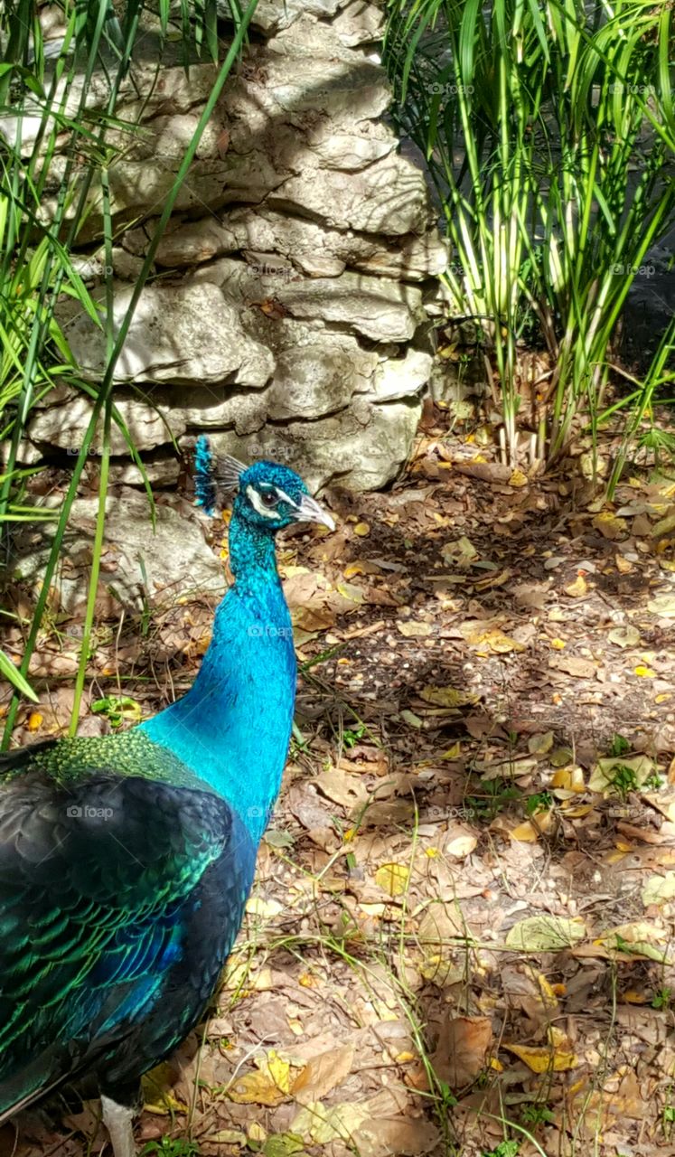 Peacock, Mayfield Park, Austin, TX