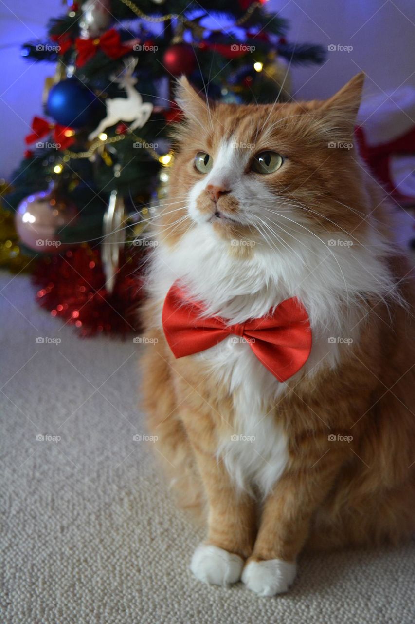 cat in red bow tie