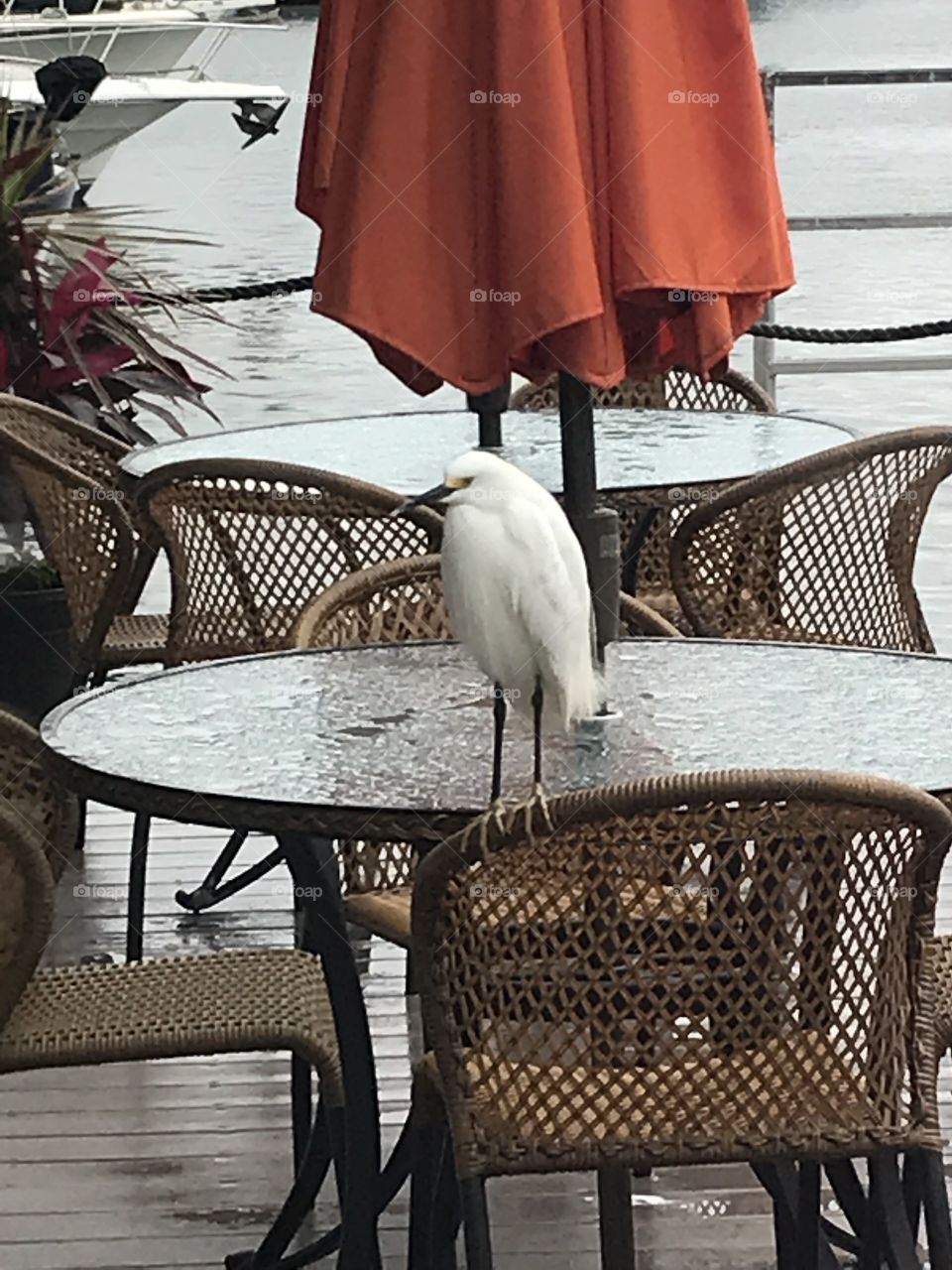 Watching Rain