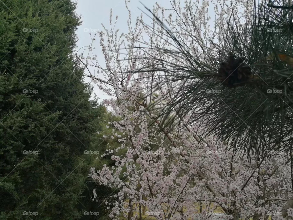 Trees