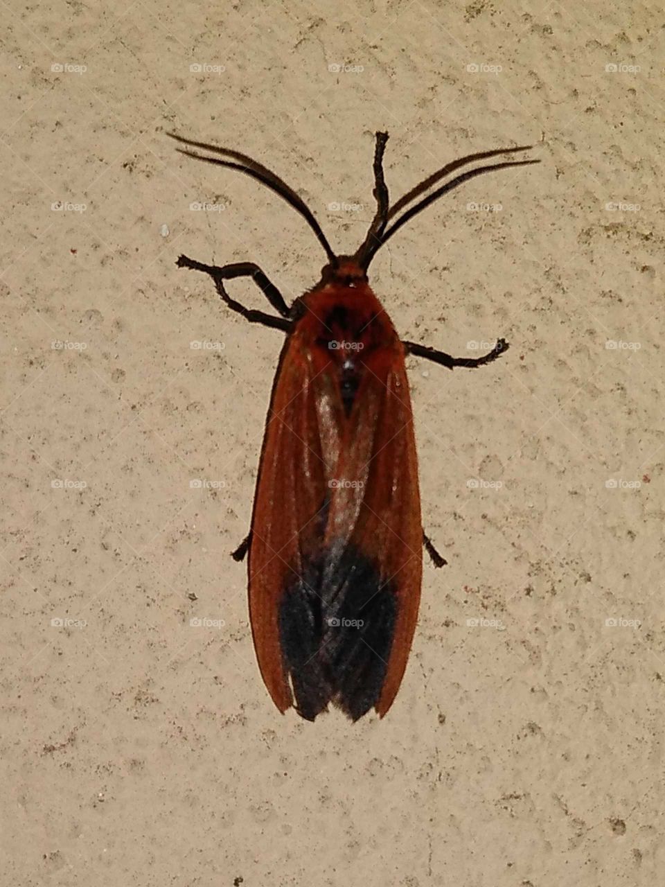 some sort of insect on the wall