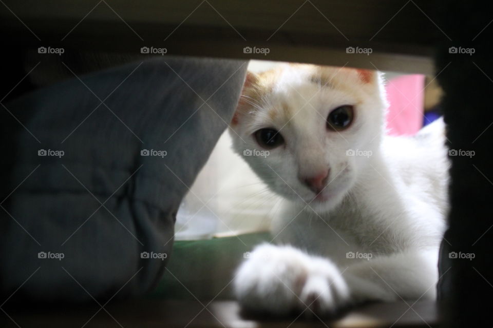 This is Timon peeking through the wooden blocks of the bed. She is a playful kitten.