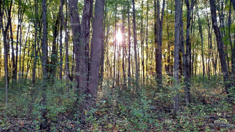 Woods at dusk
