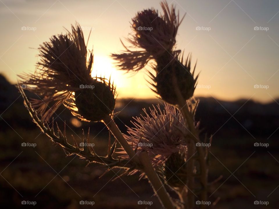 sunset in the desert 