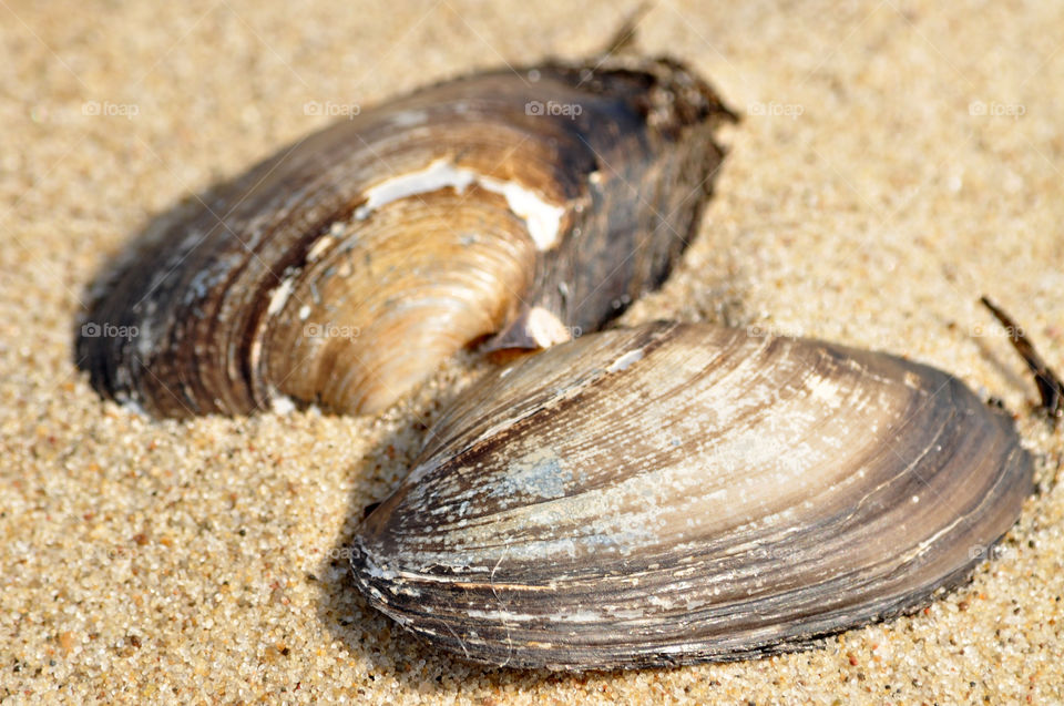 seashells on the beach of the Baltic sea coast in Poland