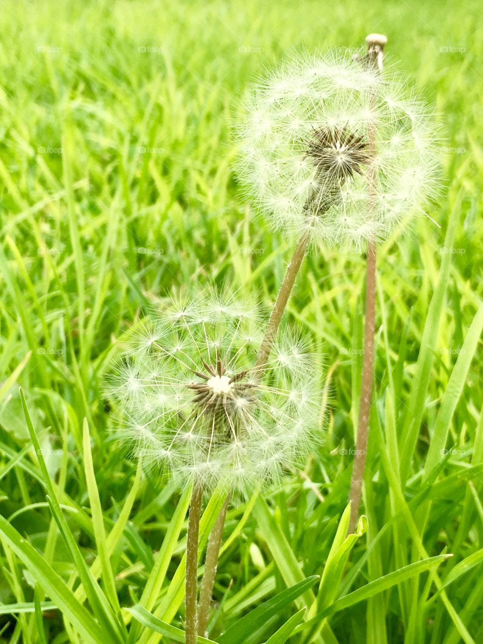 Pair of soft wispy downy seeding dandelions in bright green new grass closeup 