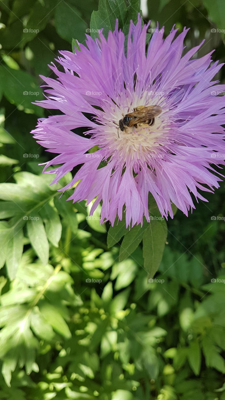 pink knapweed with the bee