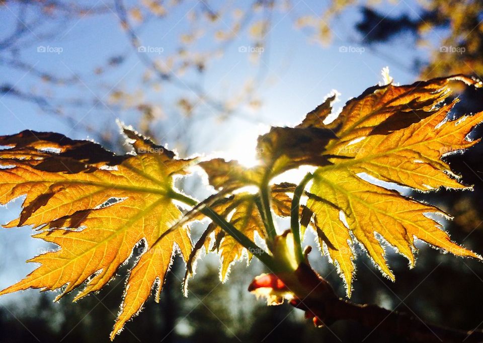 Close-up of autumn leaf