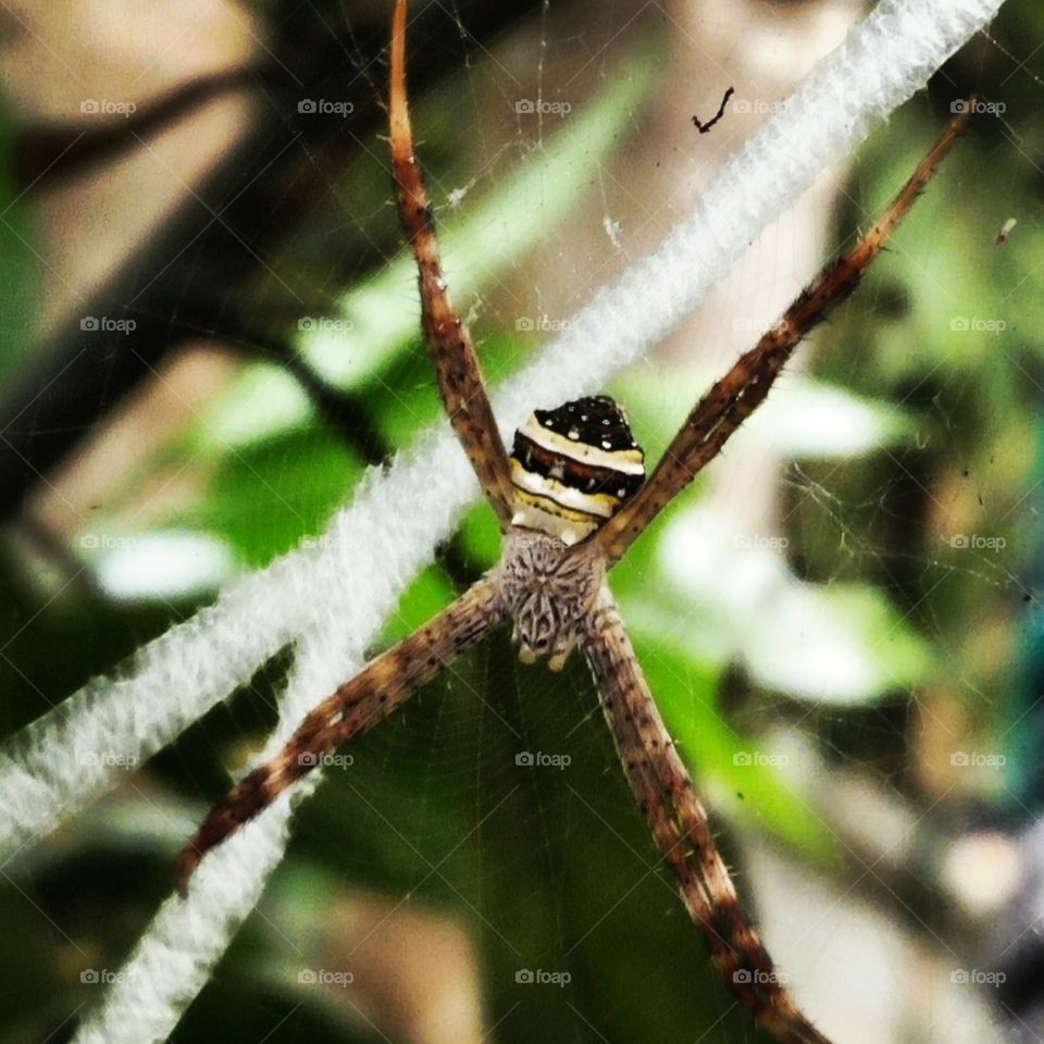 Spider on tree