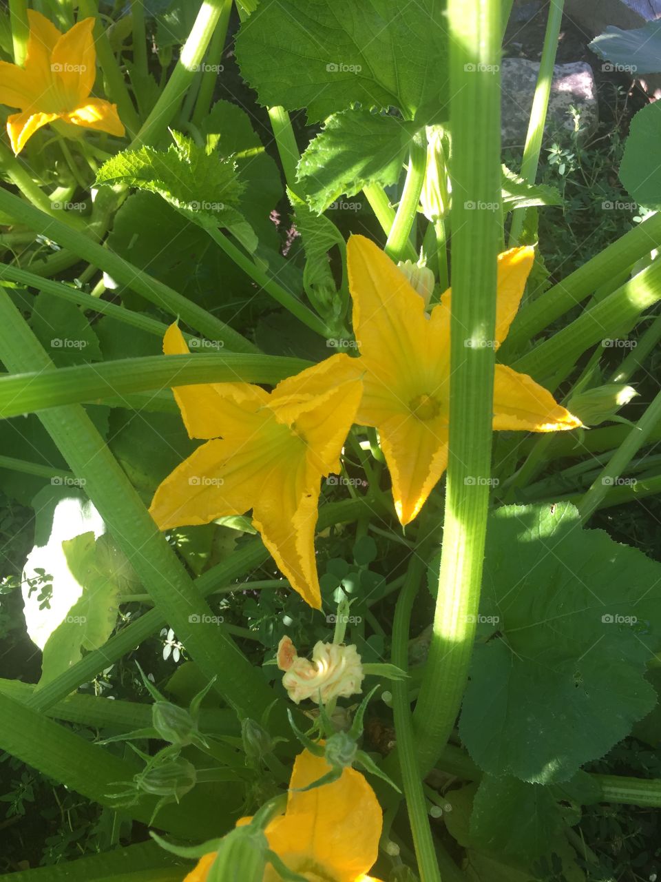 Zucchini Flower