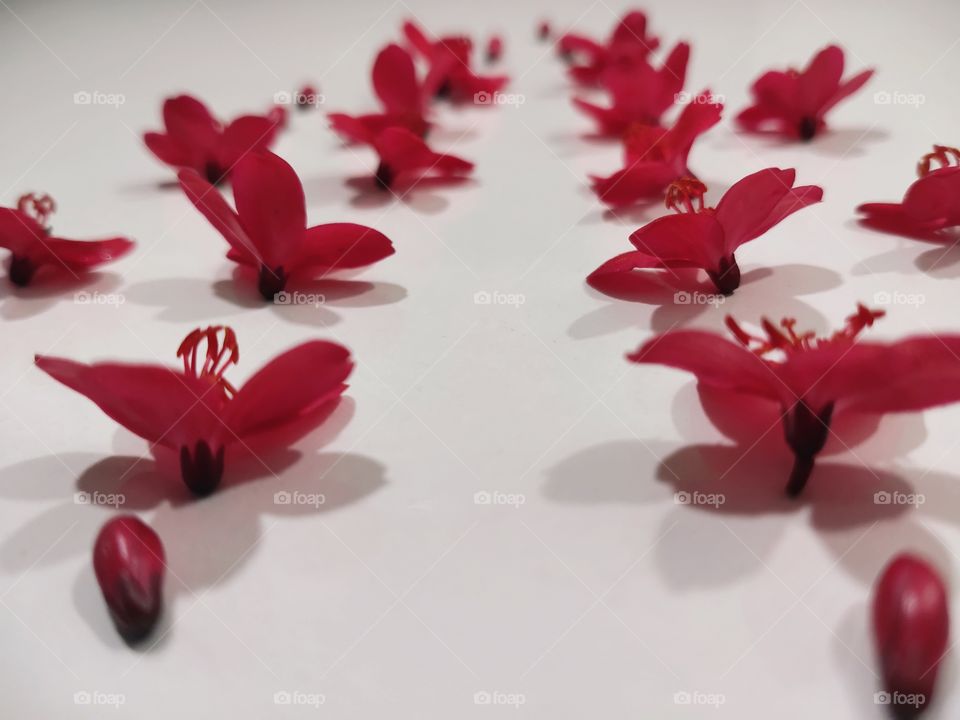 Shadows always gives a new definition for beauty, flowers giving new look in shadows