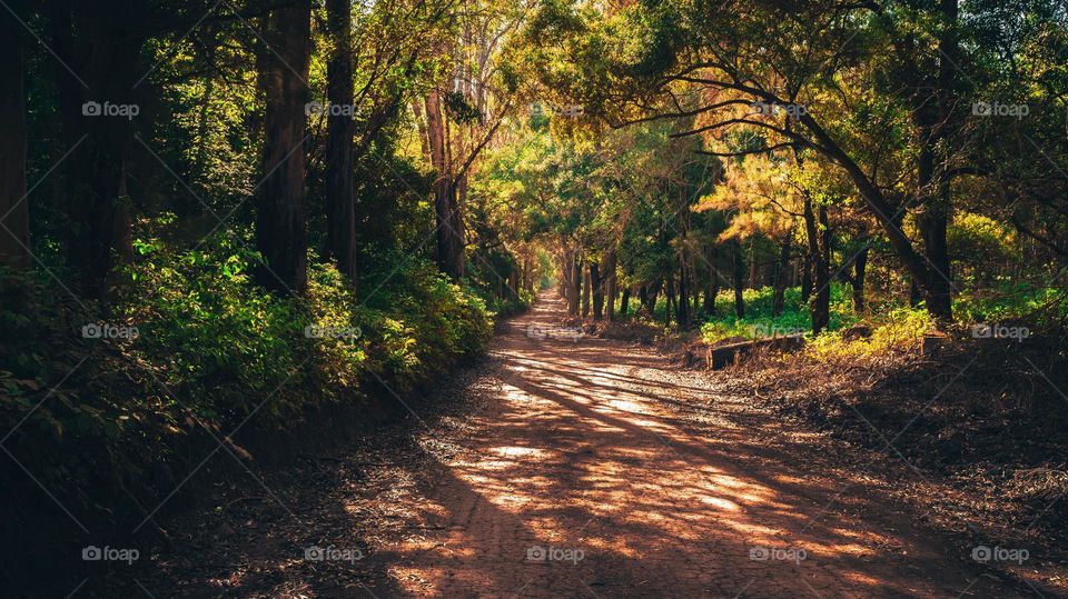 the silent road of the forest