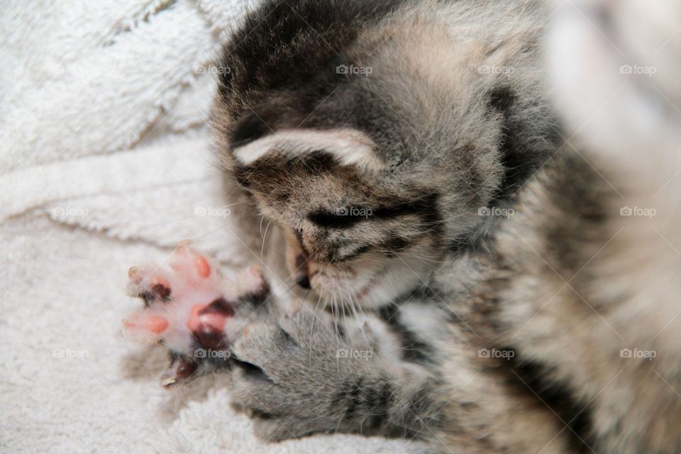 Close-up of kitten paw