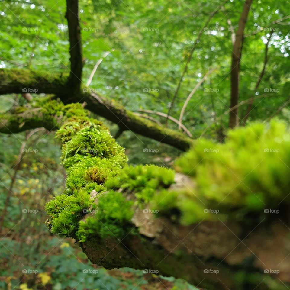 Green moss-covered branch