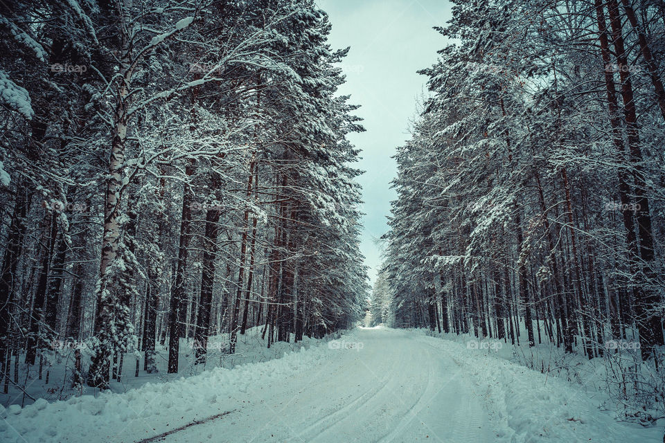 Empty road surrounded by trees