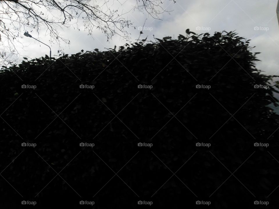 Landscape, Tree, Silhouette, Desktop, Light