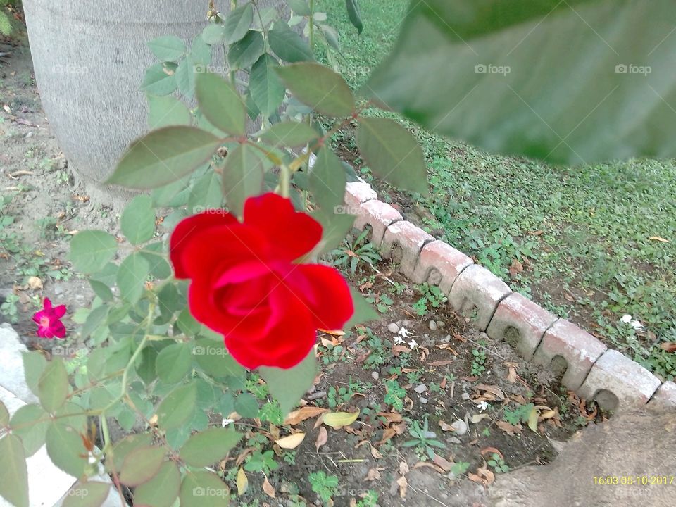 Rose