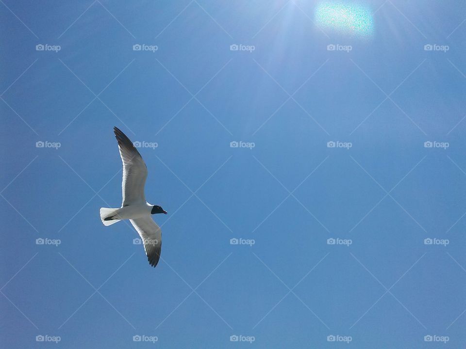 seagull 2