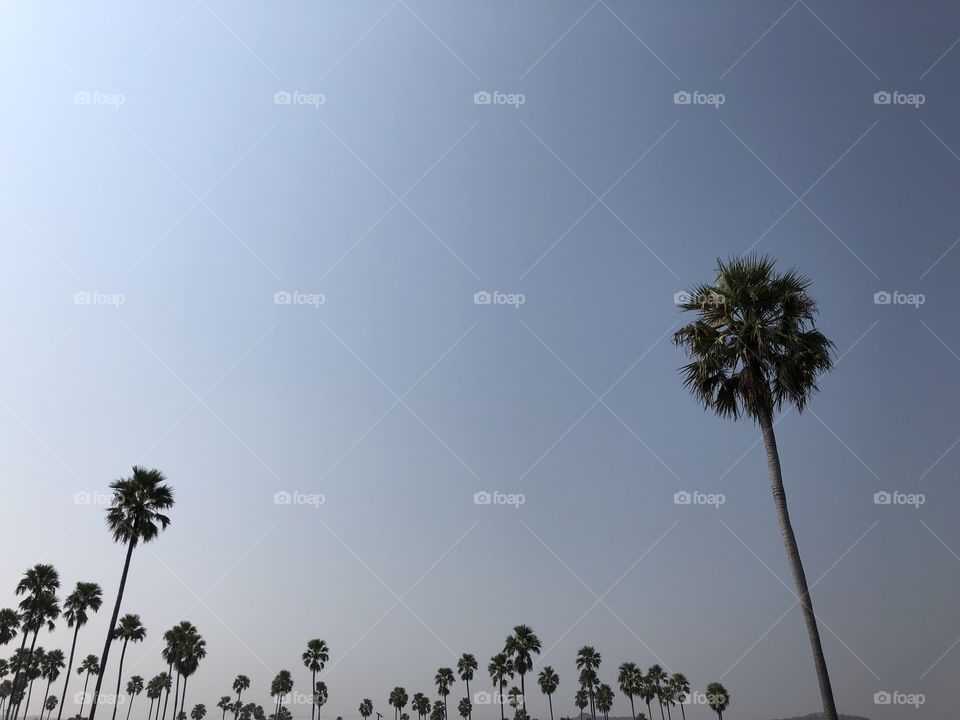 palm trees california 