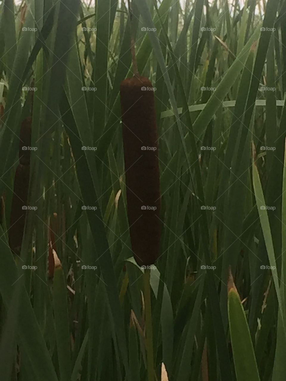 Cattail 