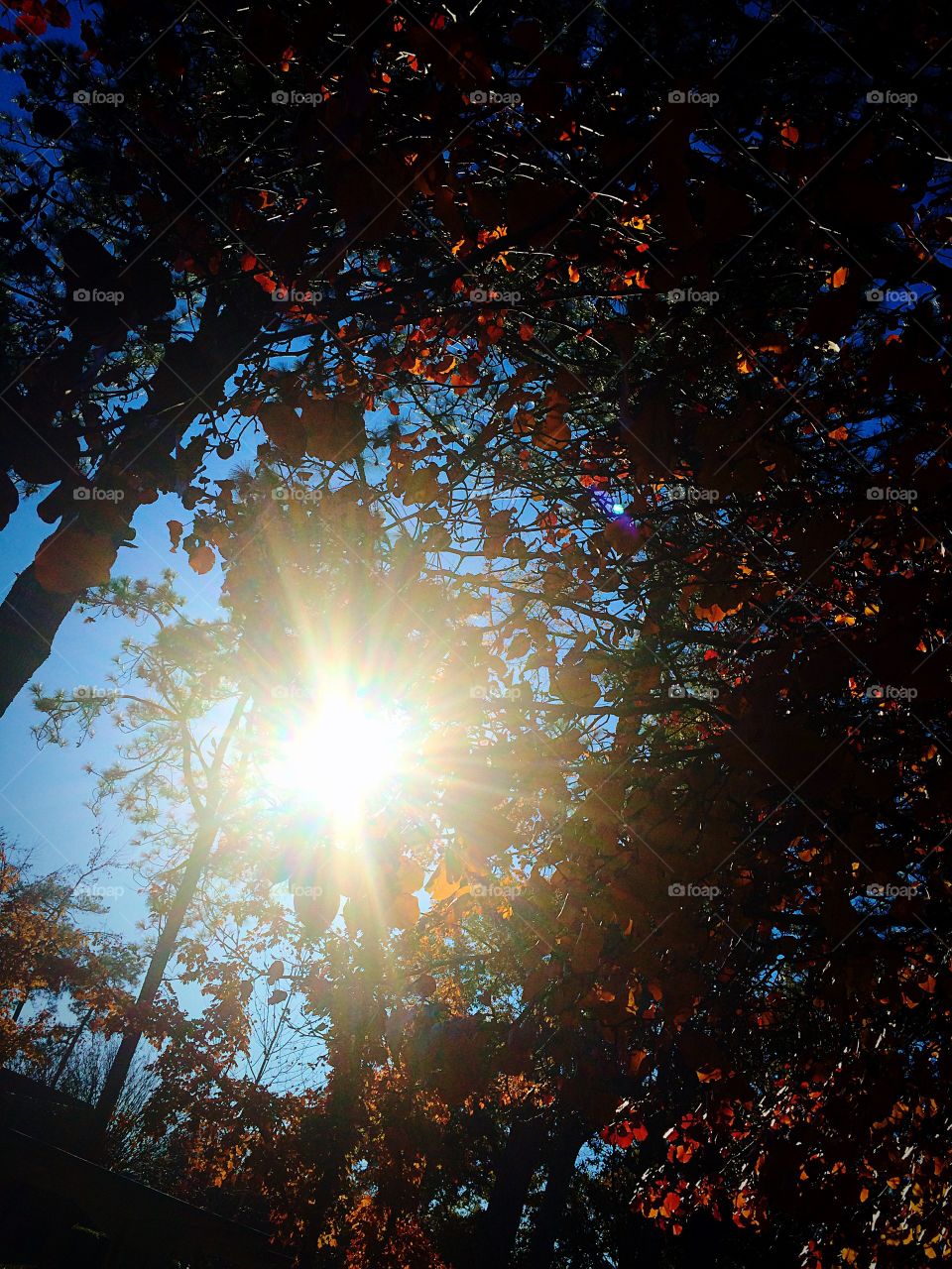 I've seen the light!. Sun in trees