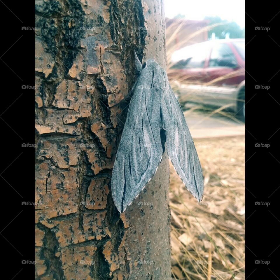 moth on a tree