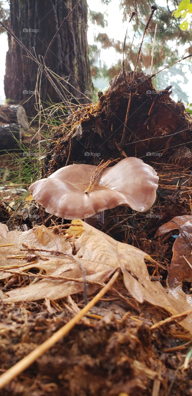 mushroom in the woods