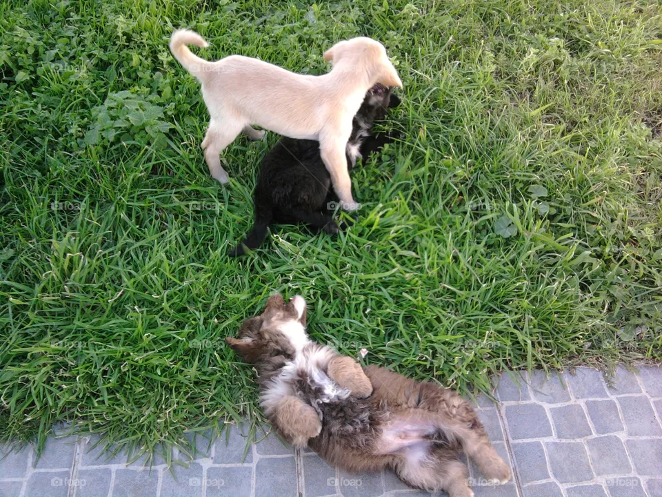 Summer pups