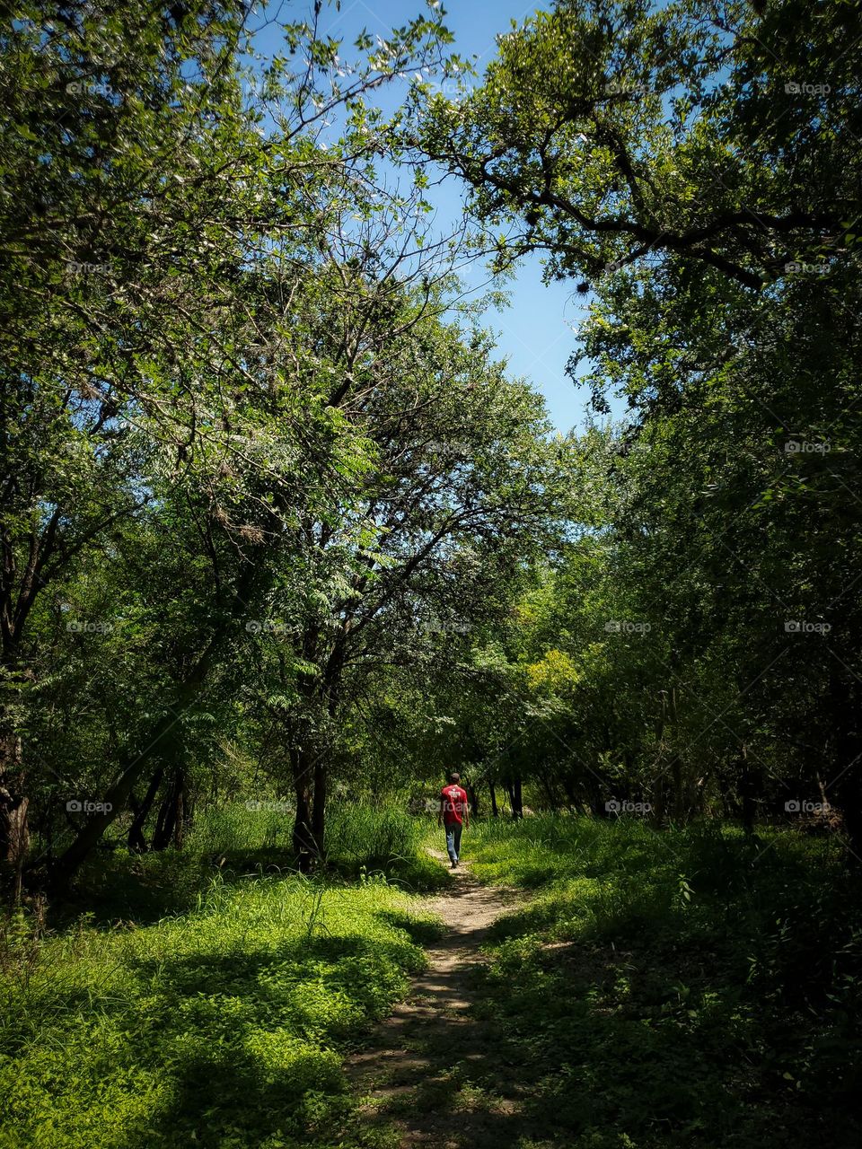 A walk in the forest!