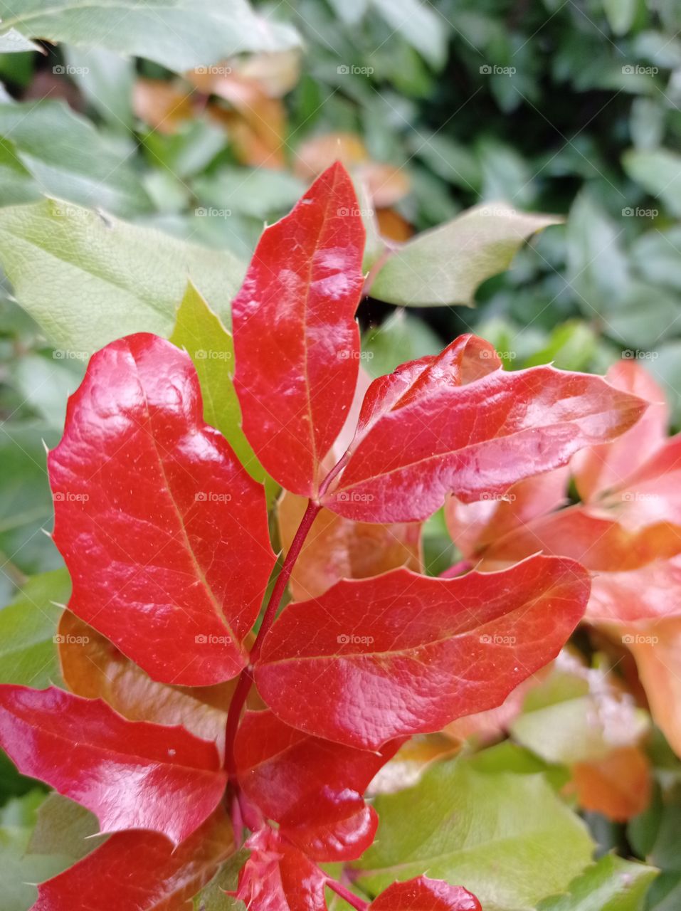 Red leaves