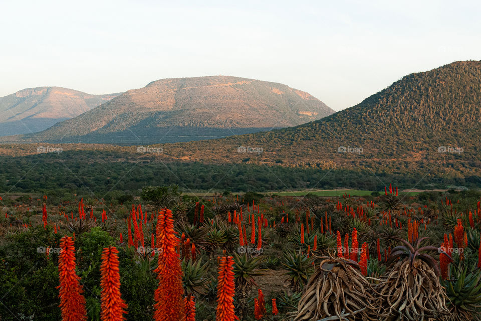 Red valley