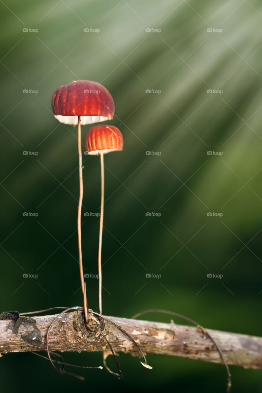 Mushrooms growing on branch and sunlight