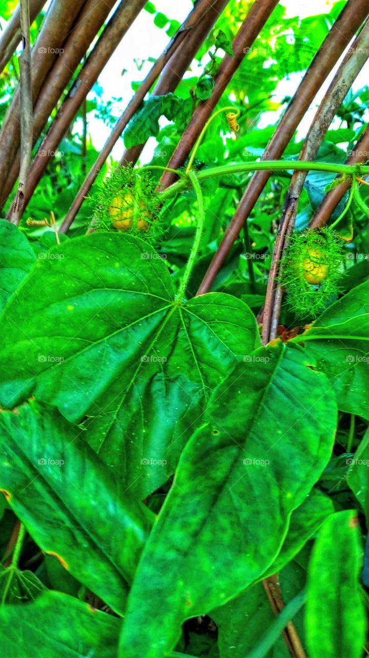 Forest passion fruit