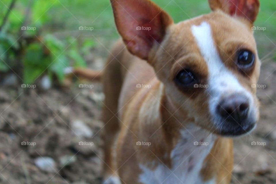 An up close picture of a dog