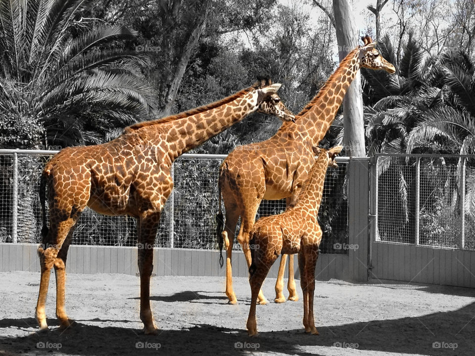 San Diego Zoo, Giraffe Family 