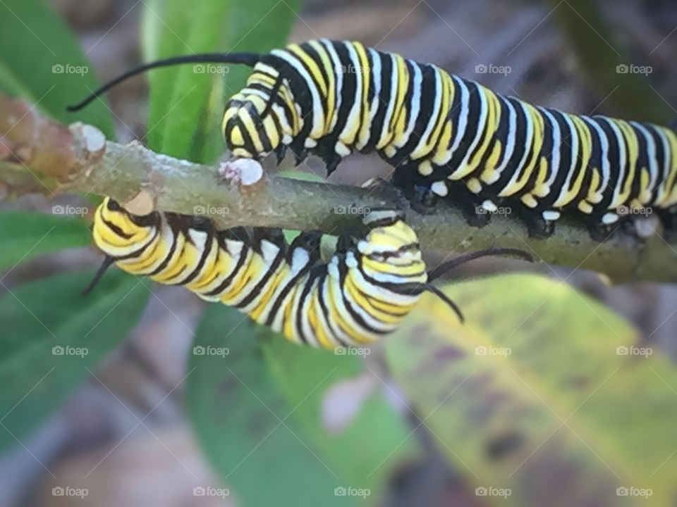 Two monarch caterpillars feeding on the branch of a milkweed plant in a butterfly garden.