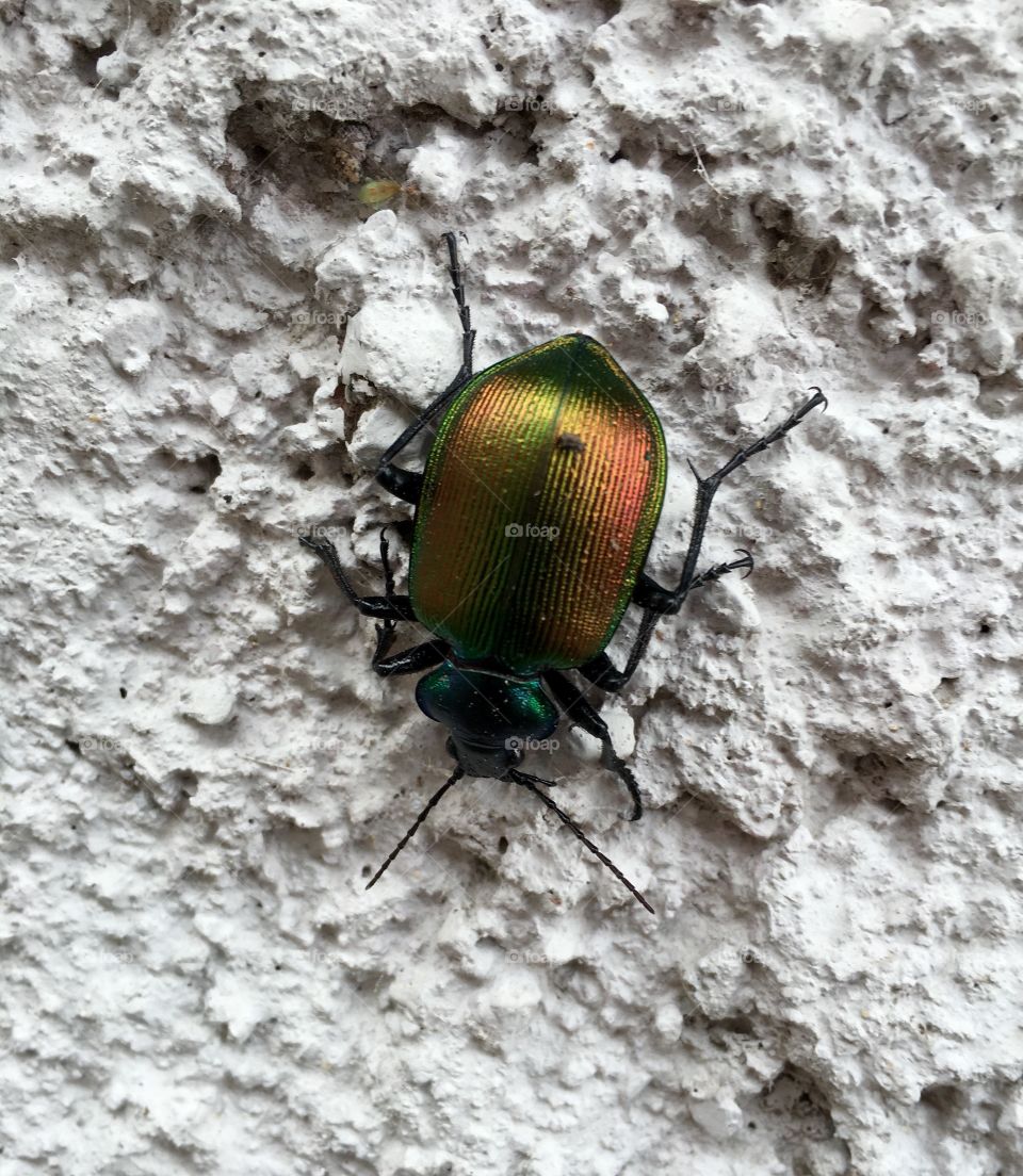 Colorful bug