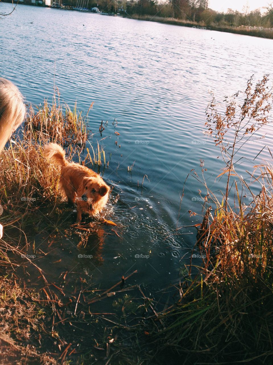 Dog in lake . Dog in lake 