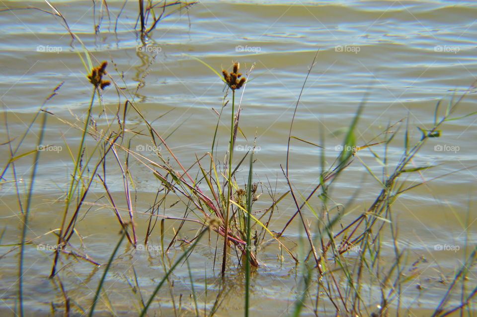 lake bulrush