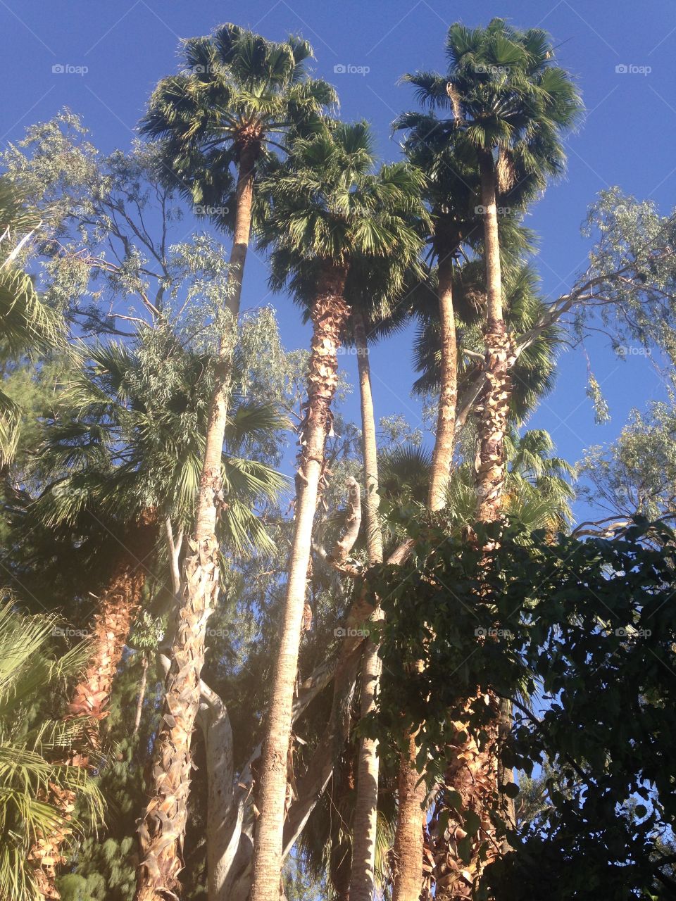 Palms at the Phoenix Zoo