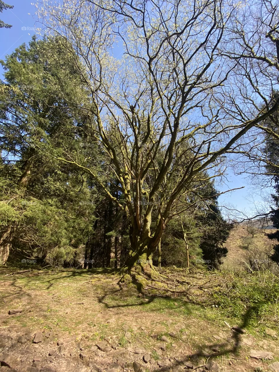 Big tree.