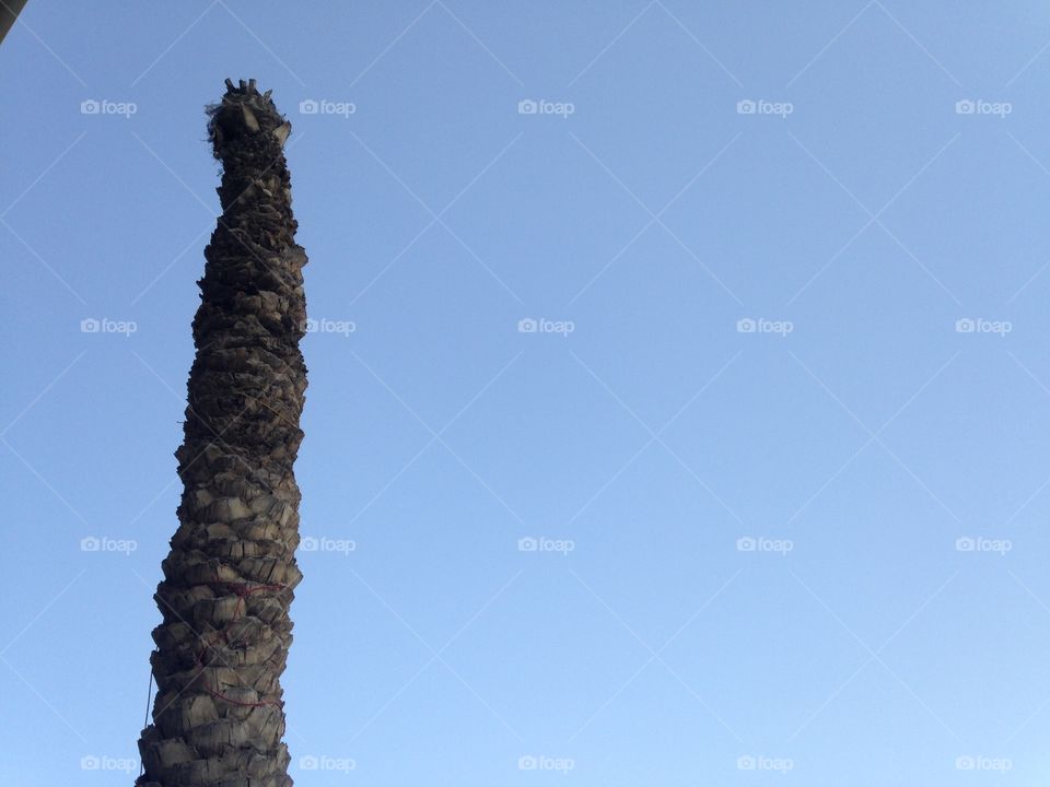 Blue sky with head tree cut head