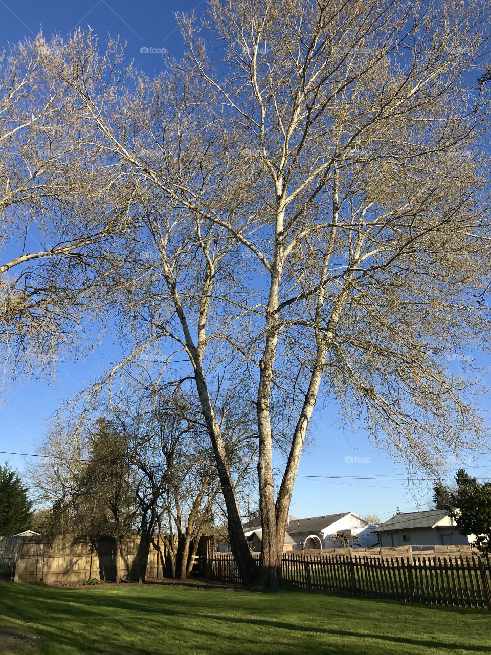 Huge backyard tree 